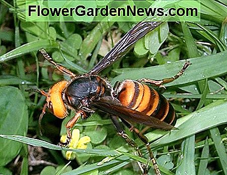 Japonų gigantiškas šernas Japanese Giant Hornet