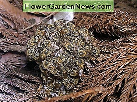 Japonijos medaus berniukai rutulyje aplink du šernetus: rutulys šildo ir nužudo šernes Japanese honeybees in a ball around two hornets: the ball heats and kills the hornets