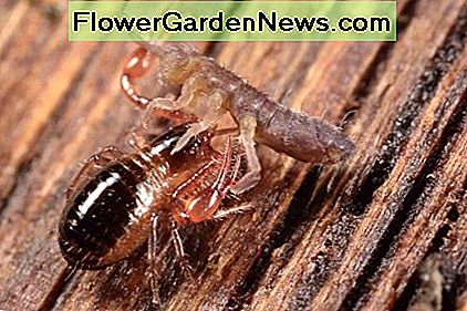 Pseudoscorpions กินแมลงหลายชนิดพร้อมกับสัตว์มีขากรรไกร ในภาพนี้ pseudoscorpion กำลังฉลองกันที่กระพือปีก Pseudoscorpions feed on a variety of insects, along with arthropods. In this photo, the pseudoscorpion is feasting on a springtail.