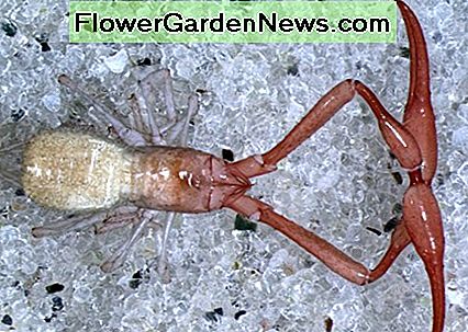 โดยปกติแล้ว pseudoscorpions มีสีน้ำตาลหรือสีเหลือง แต่ pseudoscorpions ในถ้ำนี้มีลักษณะคล้ายกับภาพที่ปรับให้เข้ากับชีวิตในถ้ำและมีสีขาวซีดหรือมีผิวขาวโปร่งแสง Typically, pseudoscorpions are brownish or yellow, but cave pseudoscorpions like the one in this picture have adapted to cave life and are pale or entirely white with a translucent exoskeleton.