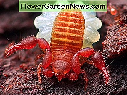 หญิงคนนี้ถูกถ่ายภาพด้วยถุงน่องของเธอที่ฝากโดยชายแมงป่อง Pseudoscorpions บางตัวทำซ้ำได้โดยไม่มีการติดต่อใด ๆ เลยโดยที่ผู้ชายที่ฝากอสุจิของตัวอสุจิไว้ว่าเป็นเพศหญิงที่พบโดยบังเอิญ This female pseudoscorpion was photographed with her brood sac that had been deposited by a male scorpion. Some pseudoscorpions reproduce with no contact at all, with the male depositing his spermatophores that the female finds purely by chance.