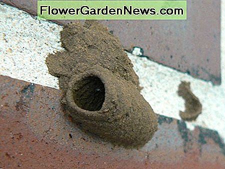 Pavyzdys Example of a Mud Dauber nest.