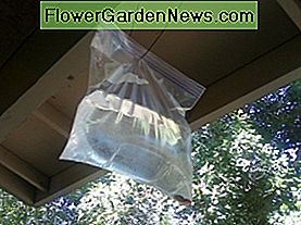 A Ziplock freezer bag with water and pennies seems to be a good wasp repellant.