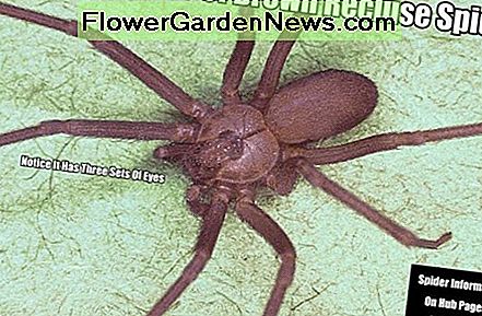 Hier haben Sie ein großes Foto von einem Brown Recluse Spider. Diese Spinnen sind fast nie größer als ein US-Viertel und die meisten sind kleiner. Here you have a blown up photo of a Brown Recluse Spider. These spiders are almost never bigger than a U.S. Quarter and most are smaller.