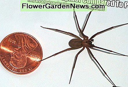 Auf diesem Foto sehen Sie eine erwachsene braune Einsiedlerspinne im Vergleich zu einem amerikanischen Penny. Ja, sie sind so klein. In this photo you see an adult Brown Recluse Spider compared to a U.S. Penny. Yes they are that small.