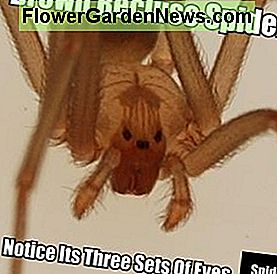 Auf diesem Foto sind die drei verschiedenen Augenpaare einer braunen Einsiedlerspinne zu sehen. In this photo notice the three distinct sets of eyes of a Brown Recluse Spider.