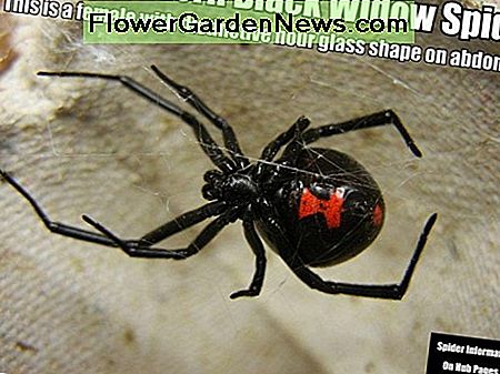 Auf dem Foto haben Sie ein Foto von einer Southern Black Widow Spider, die die charakteristische Sanduhrform auf ihrem Bauch zeigt. Die Weibchen können leicht identifiziert werden. In the photo here you have a photo of a Southern Black Widow Spider showing the distinctive hourglass shape on her abdomen. The females can be easily identified.