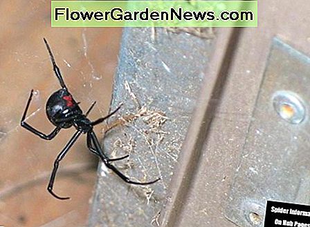 Black Widow Frauen wie diese Große können und werden ihre Eiersäcke in ihren Netzen hüten. Besprühen Sie die Spinne mit Seifenwasser und zerquetschen Sie sie, wenn möglich, um sicher zu tun. Klopfen Sie die Bahn und den Eisbeutel nieder und spülen Sie alle Anzeichen der Bahn ab. Black Widow Females like this large one can and will defend their egg sacs hanging in their webs. Spray the spider down with soapy water and crush it if possible to do safely. Knock the web and egg sac down and wash away any signs of the web.