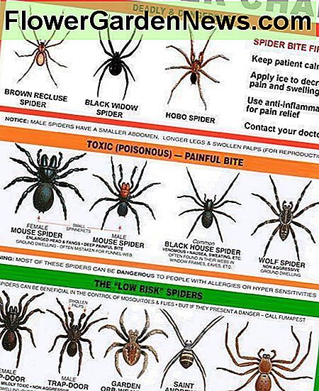 Hier ist eine tolle Spider Informationstabelle, die Sie herunterladen und verwenden können, um Spider mit zu identifizieren. Denken Sie daran, einige Leute sind allergisch gegen Spinnen und Spinnenbisse. Here is a great spider information chart that you can download and use to identify spiders with. Remember some people are allergic to spiders and spider bites.
