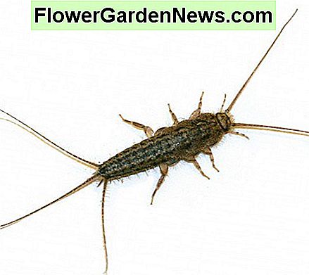 Ctenolepisma lineata oder der vierzeilige Silberfisch ist auch ein Haushaltsschädling. Ctenolepisma lineata or the four-lined silverfish is also a household pest.