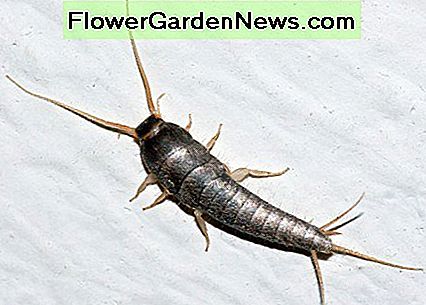 Ein ausgewachsener Silberfisch hat ein silbriges Aussehen. An adult silverfish has a silvery appearance.