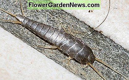 Ein weiterer häufiger Silberfisch Another common silverfish