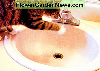 Tropfende Wasserhähne erhöhen die Luftfeuchtigkeit und ziehen Silberfischchen an. Dripping faucets increase humidity and attract silverfish.