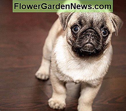 Halten Sie Pestizide von Kindern und Haustieren fern. Keep pesticides away from children and pets.