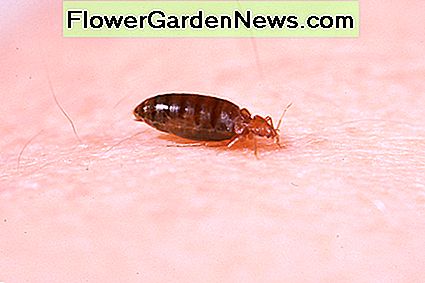 ข้อผิดพลาดที่พักจบขนมขบเคี้ยวของ Bed bug finishing up its snack.