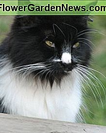 Wilde Katze Feral Cat