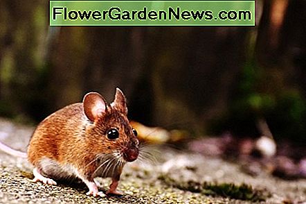 hur man blir av med musen naturligt how to get rid of mice naturally