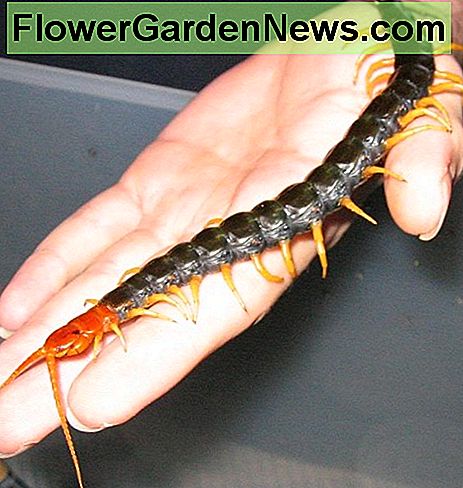 Dies ist ein mittelgroßer Tausendfüßler. Es ist etwa 7 cm lang. Ich habe sie definitiv 11 Zoll lang auf Oahu gesehen. This is a medium-sized centipede. It is about 7 inches long. I have definitely seen them 11 inches long on Oahu.