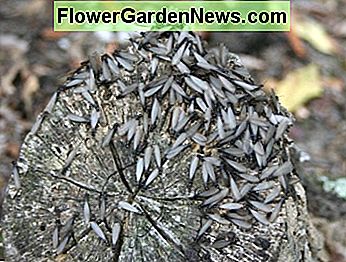 Colonia Termitelor - Cu aripi Termite Colony - With Wings