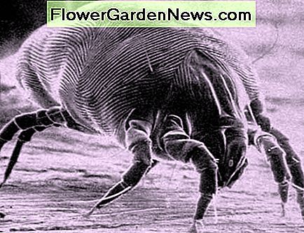 Ooops! Det er en god jobb, vi kan faktisk ikke se støvmidd. Eeek! It's a good job we can't actually see dust mites.