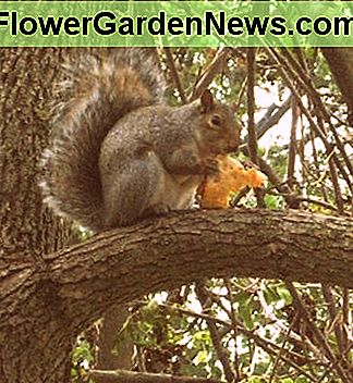 Voverė po medžio po sode. Squirrel in a tree after raiding the garden.