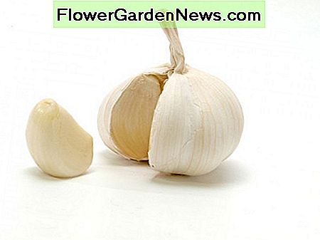 Knoblauch Garlic