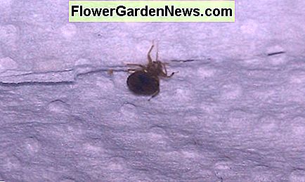 Nakvynės klaida, atsipalaidavusi lovoje naktį Bed Bug Creeping in bed at night