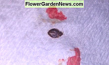 Ar galite nulenkti lovų klaidas? Taip, pažvelk į švelnios lovos klaidos vaizdą. Can you squish bed bugs? Yes, look at this picture of a squished bed bug.