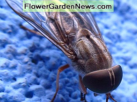 Hausfliegen können mehr als 100 verschiedene Krankheitserreger tragen, die für den Menschen tödlich sein können. House flies can carry more than 100 different pathogens, potentially fatal to humans.