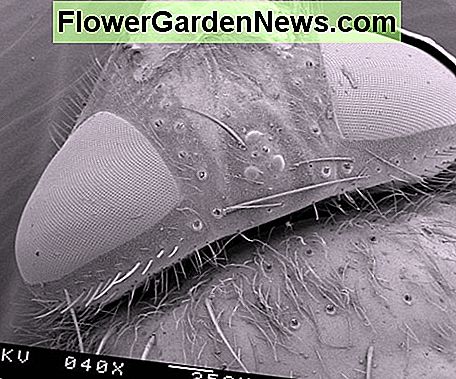 das Auge eines Hauses fliegen unter einem Elektronenmikroskop the eye of a house fly under an electron microscope