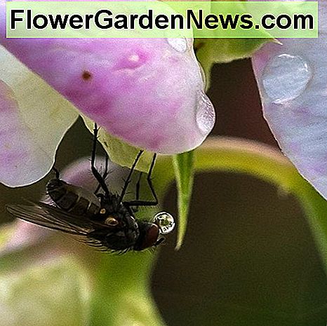 Trotz des Tragens zahlreicher Keime sind Fliegen auch für die Umwelt von Vorteil. Sie können helfen, einige Pflanzen zu bestäuben. Despite carrying numerous germs, flies are also beneficial to the environment. They can help to pollinate some plants.