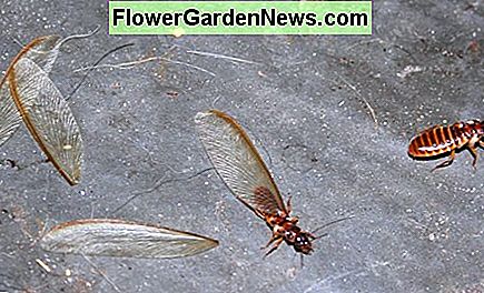 Termiten können hell oder dunkel sein. Sie mögen Flügel haben, oder sie haben ihre Flügel verloren. Es gibt vier Arten, die Eigentumsbesitzer in den USA beeinflussen können Termites may be light or dark. They may have wings, or they may have shed their wings. There are four types that can affect property owners in the U.S.