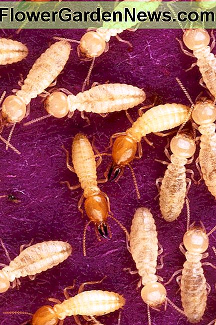 Formosa unterirdische Termiten sind die häufigste Quelle von Termitenschäden in den USA, einschließlich Hawaii. Formosa subterranean termites are the most common source of termite damage in the U.S., including Hawaii.