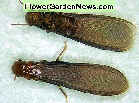 Trockenholztermiten. Drywood termite alates.