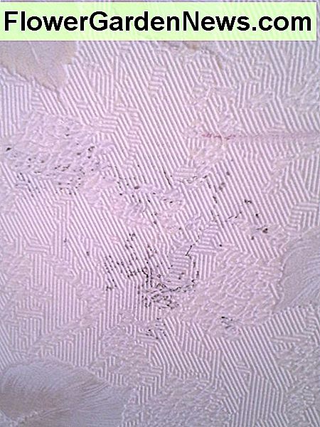 Die ehemaligen Hausbesitzer dieses abgeschotteten Hauses haben diese dunklen Flecken vielleicht nicht als Zeichen von Termiten hinter ihrer Tapete erkannt. The former homeowners of this foreclosed house may not have recognized these dark spots as signs of termites behind their wallpaper.