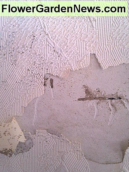 Trockenbau kann Termitentuben verstecken. Dies war das einzige offensichtliche Zeichen für Röhren im inneren Erdgeschoss eines zweistöckigen Hauses mit Keller. Ein genauerer Blick zeigte umfangreiche Holzschäden an Bodenbalken und der Schwelle, die das Gewicht des Hauses trägt. Drywall can hide termite tubes. This was the only obvious sign of tubes on the inside main floor of a two story house with basement. A closer look revealed extensive wood damage to floor joists & the sill plate that supports the weight of the house.