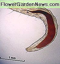 หมัดตัวอ่อน Flea Larva