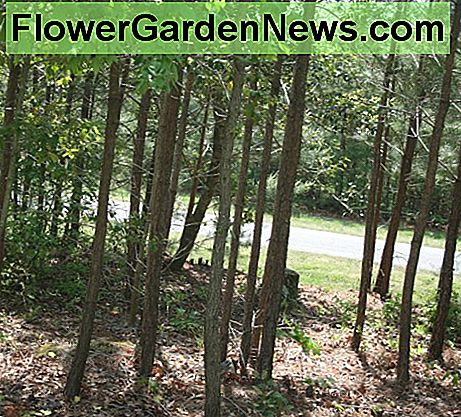Fjerning av børste og tynning skogkledde områder i nærheten av huset ditt vil bidra til å holde tett befolkningene nede. Clearing brush and thinning wooded areas near your house will help keep tick populations down.