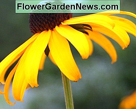 Ved å bruke hjortresistente planter som Rudbeckia (svartøyet Susan), reduseres kryssbefolkningen ved å redusere antall hjort som går inn i gården din. Using deer-resistant plants like Rudbeckia (black-eyed Susan) will lower the tick population by reducing the number of deer that enter your yard.