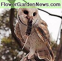 Schleiereule mit Maus. Barn owl with mouse.