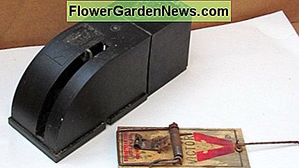 Eingeschlossene Nagetierfalle und altmodische Schnappfalle. Beide sehr effiziente und kostengünstige Alternativen zu Giftködern. Enclosed Rodent Snap Trap and Old-Fashioned Snap Trap. Both very efficient and inexpensive alternatives to poison baits.