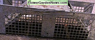 Unsere abgenutzte humane Nagerfalle. Dies hat im Laufe der Jahre viel Verwendung gefunden und funktioniert immer noch sehr gut! Our well-worn humane rodent trap. This has seen a lot of use over the years, and still works very well!