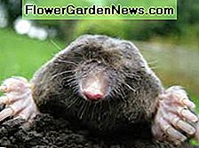 Maulwurf Mole