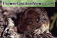 Taschengopher Pocket Gopher