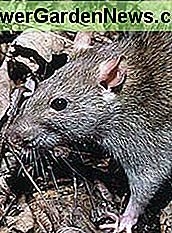 Ratte Rat