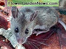 Hirsch Maus Deer Mouse