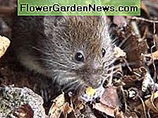 Wühlmaus Vole