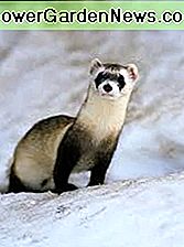 Wildes Ferret Wild Ferret