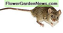 braune Maus brown mouse