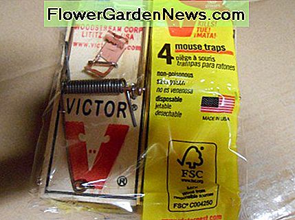Oude trouw - de veergeladen muizenval! Werkt elke keer! Old faithful - the spring loaded mouse trap! Works every time!